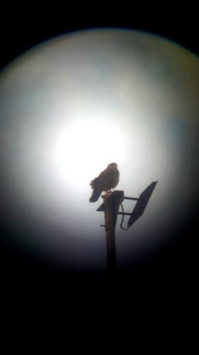 Chimango Caracara