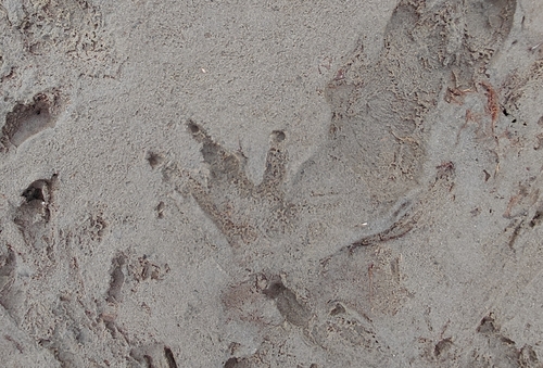 animal observation 3