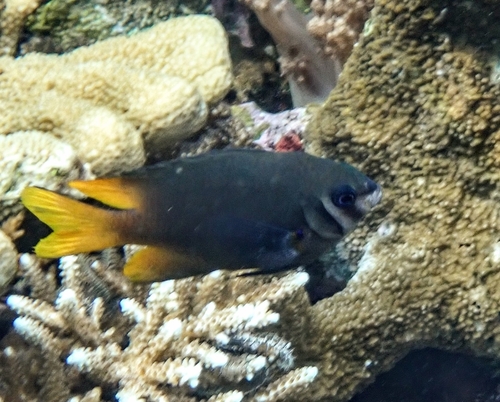 Neoglyphidodon nigroris