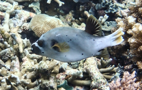 Arothron nigropunctatus