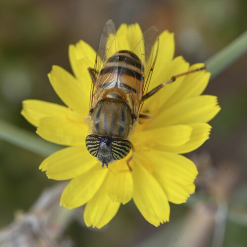 Stripe-eyed Lagoon Fly