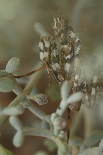 Thistle Mantis