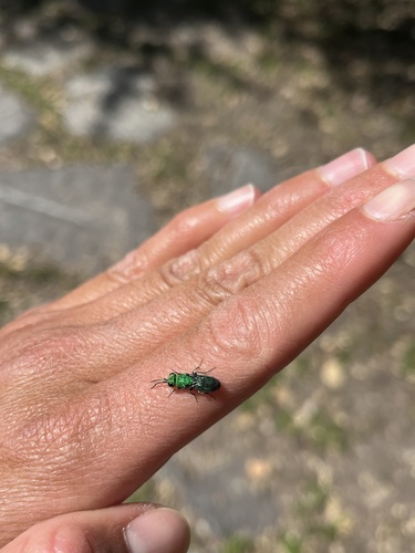 iNaturalist observation photo of Chrysidini