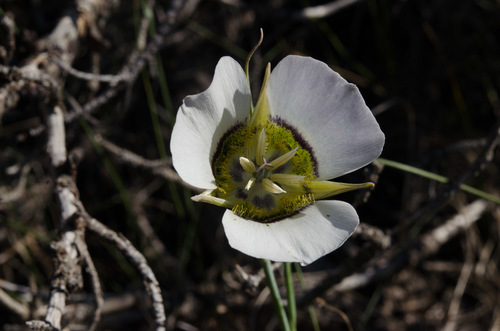Calochortus gunnisonii var. gunnisonii
