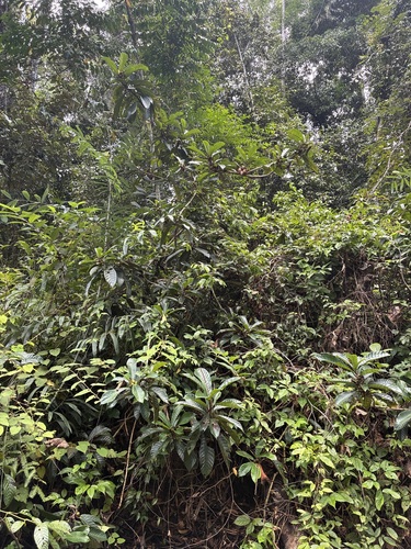 Ficus annulata
