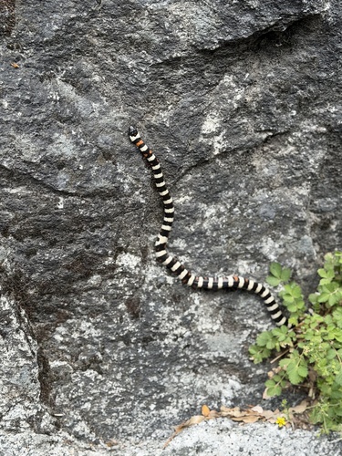 iNaturalist observation photo of California Mountain Kingsnake