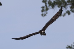 Osprey