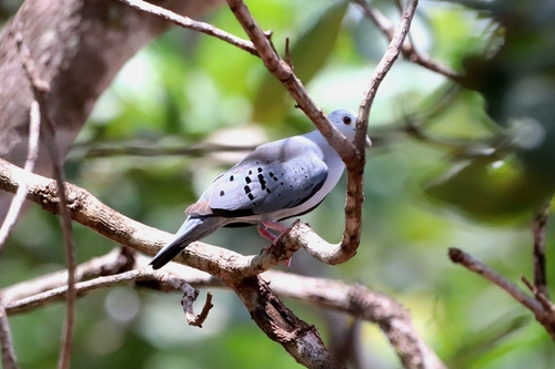 Blue Ground Dove