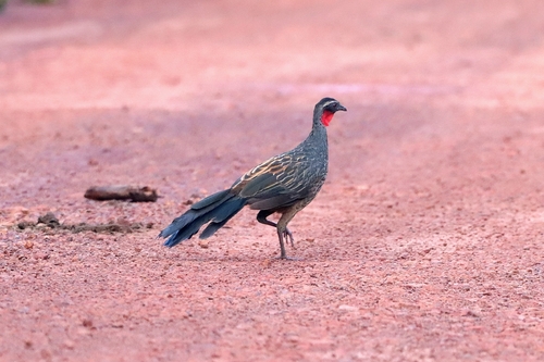 Rusty-margined Guan