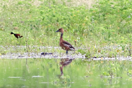 Fulvous Whistling-Duck