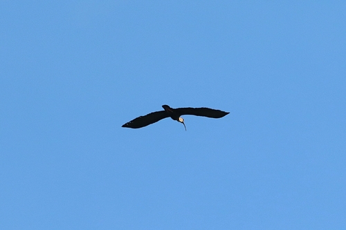 Buff-necked Ibis