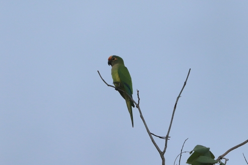 Peach-fronted Parakeet