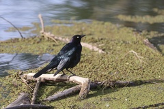 Brewer's Blackbird