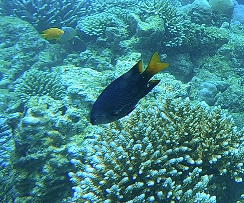 Pomacentrus umbratilus