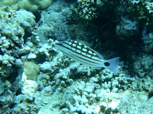 Lutjanus decussatus