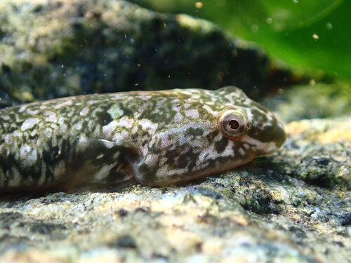 Tomicodon chilensis