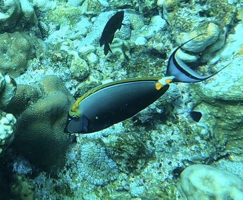 Naso elegans