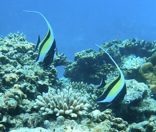 Zanclus cornutus