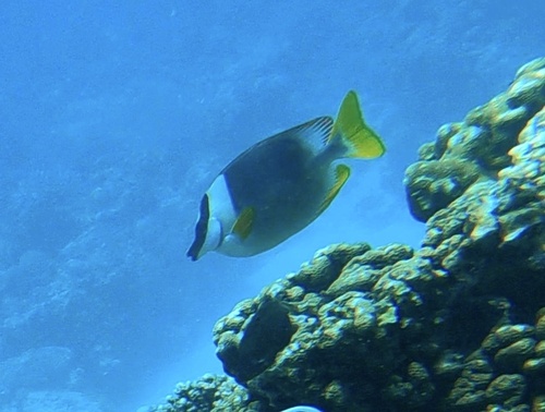 Siganus magnificus