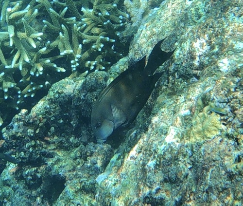 Ctenochaetus striatus