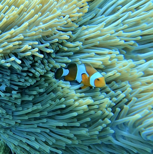 Amphiprion ocellaris