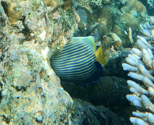 Pomacanthus imperator