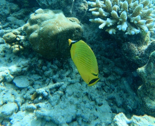 Chaetodon rafflesii