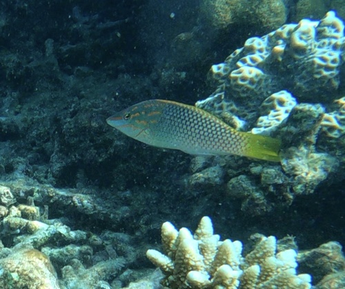 Halichoeres hortulanus
