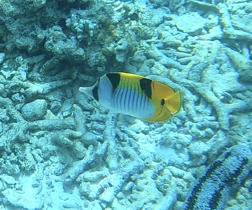Chaetodon falcula