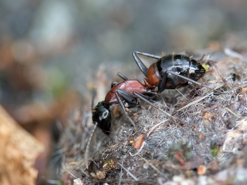 Camponotus obscuripes