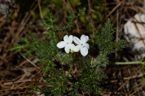 spurge nettle