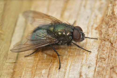 Eudasyphora cyanella