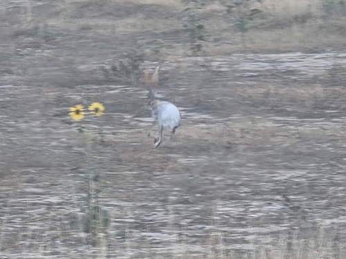 Liebre antílope observed by adrian_bojorquez