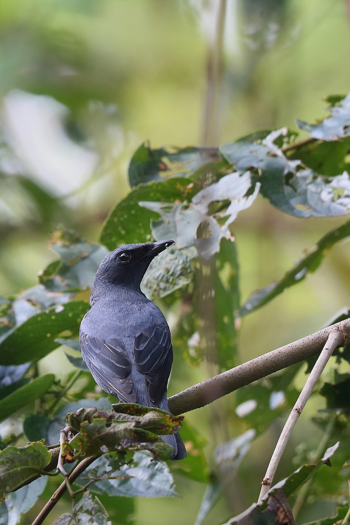 Papuan Cicadabird (Edolisoma incertum) photo