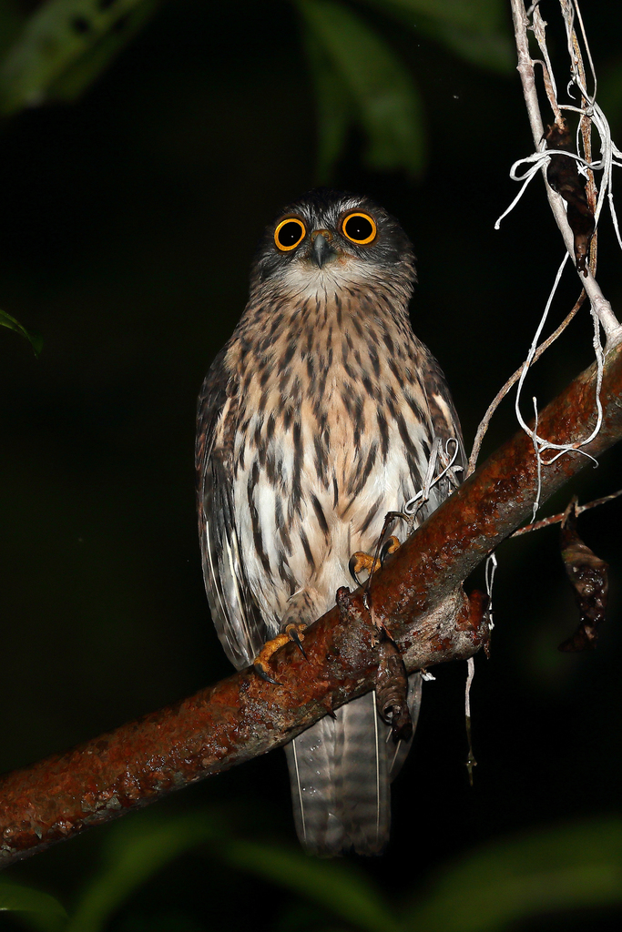 Papuan Owl photo