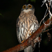 Papuan Owl - Photo (c) Carlos N. G. Bocos, all rights reserved, uploaded by Carlos N. G. Bocos