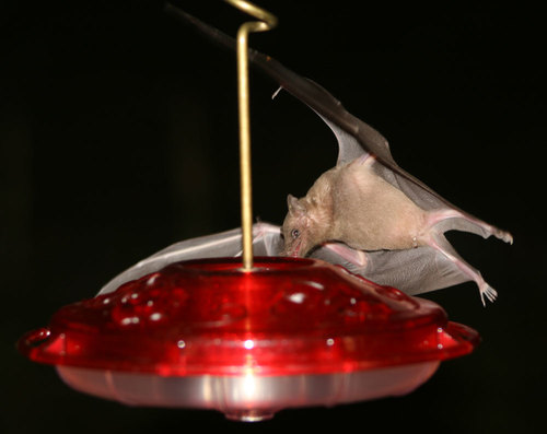 Lesser Long-nosed Bat