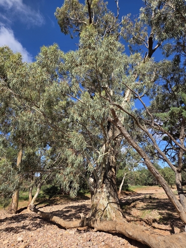 Flinders Ranges River Red Gum