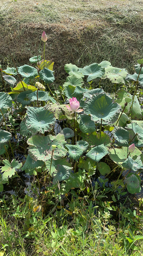 Sacred Lotus