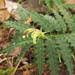 Burmeistera pterifolia - Photo (c) Tobias Policha, todos los derechos reservados, subido por Tobias Policha