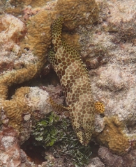 Honeycomb grouper