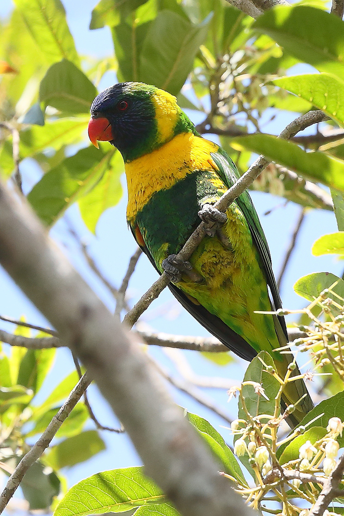 Marigold Lorikeet photo