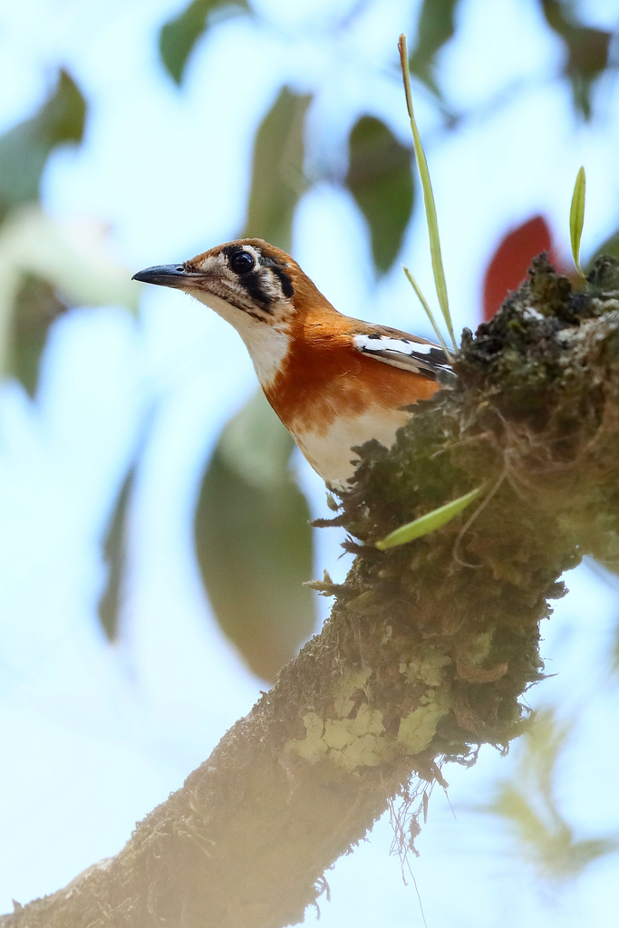 Orange-banded Thrush photo
