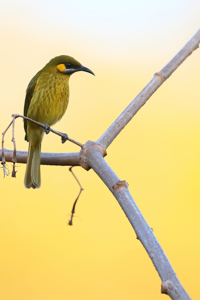 Yellow-eared Honeyeater photo
