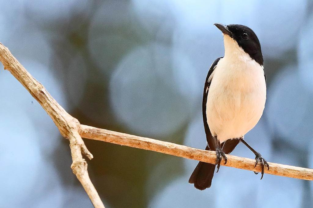 Timor Bushchat photo