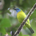 Blue-masked Leafbird - Photo (c) Carlos N. G. Bocos, all rights reserved, uploaded by Carlos N. G. Bocos