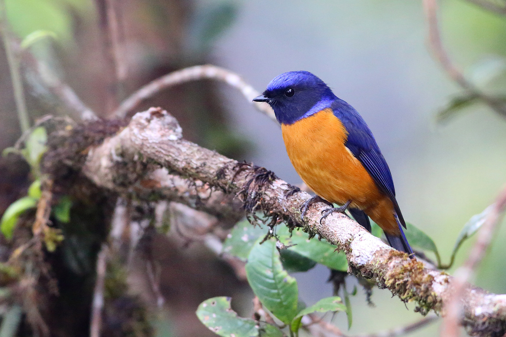 Rufous-vented Niltava photo