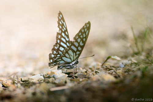 Graphium leechi