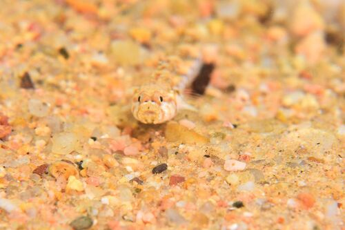 Pomatoschistus bathi