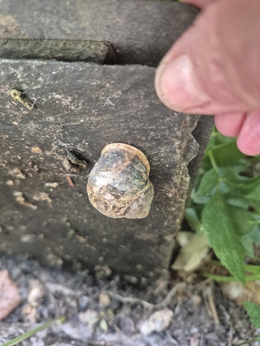 Cornu aspersum